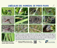 Libélulas del humedal de Pisco-Playa