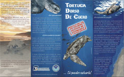 Tortugas marinas