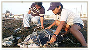 Investigación de tortutas marinas