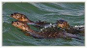 Sea otters